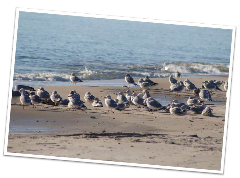 Things To Do On LBI | Long Beach Island NJ Real Estate | LBI Real Estate Market